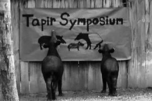 Seventh International Tapir Symposium Comes to Houston