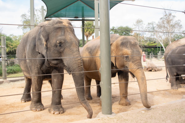 More Elephants to Love at the Houston Zoo
