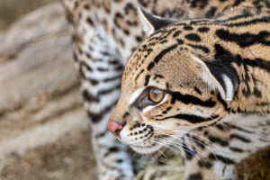 Texas Native Species Day
