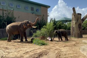 Thai Celebrates A Milestone Birthday