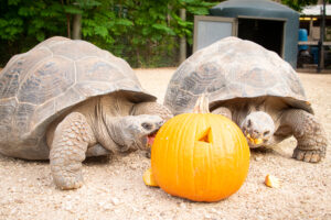 Oh MY Gourdness – It’s Fall Y’all!