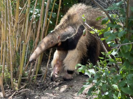 No Stone Unturned – A Health Update on Traci the Giant Anteater - The  Houston Zoo