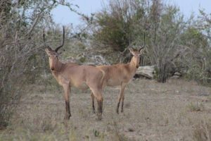 Saving the World’s Most Endangered Antelope