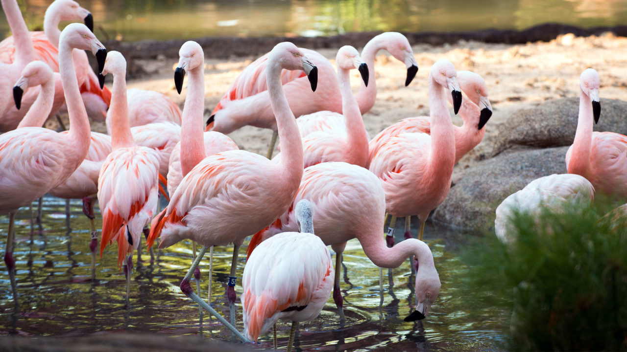 flock of flamingos in water habitat