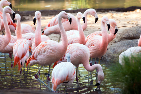 Calendar Of Events The Houston Zoo