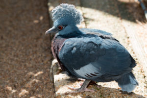 Rare Bird Hatches at the Zoo