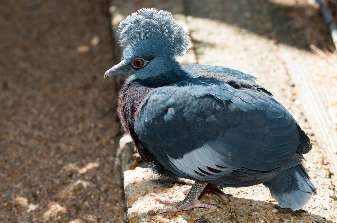 Rare Bird Hatches at the Zoo The Houston Zoo