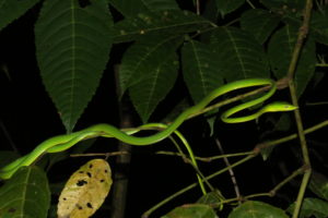 Zoo Sprouts! Super Snakes! (2-3 year olds)