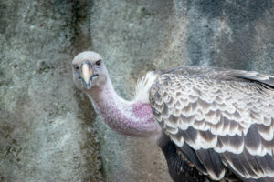 Vulture