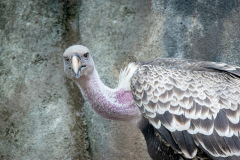 Male Rüppell’s griffon vulture. 