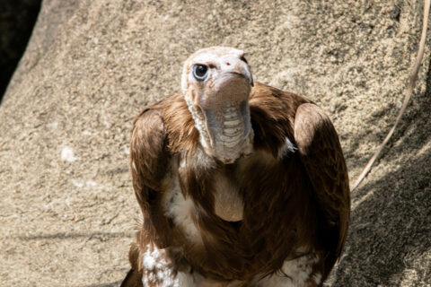 Up-close shot of a hooded vulture