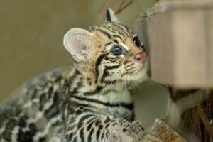 Ocelot Cub Wasabi Passes Away