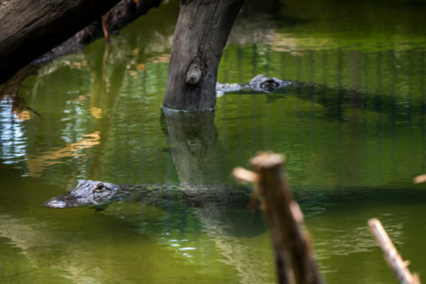 two alligators swimming in the water