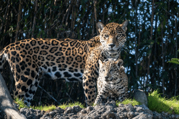 Wild About Mom