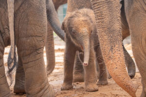 Enormous Elephants