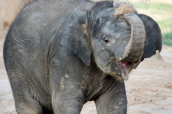 Animal Encounters - The Houston Zoo Animal Encounters - The Houston Zoo