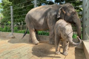 Zoo News Blog - The Houston Zoo