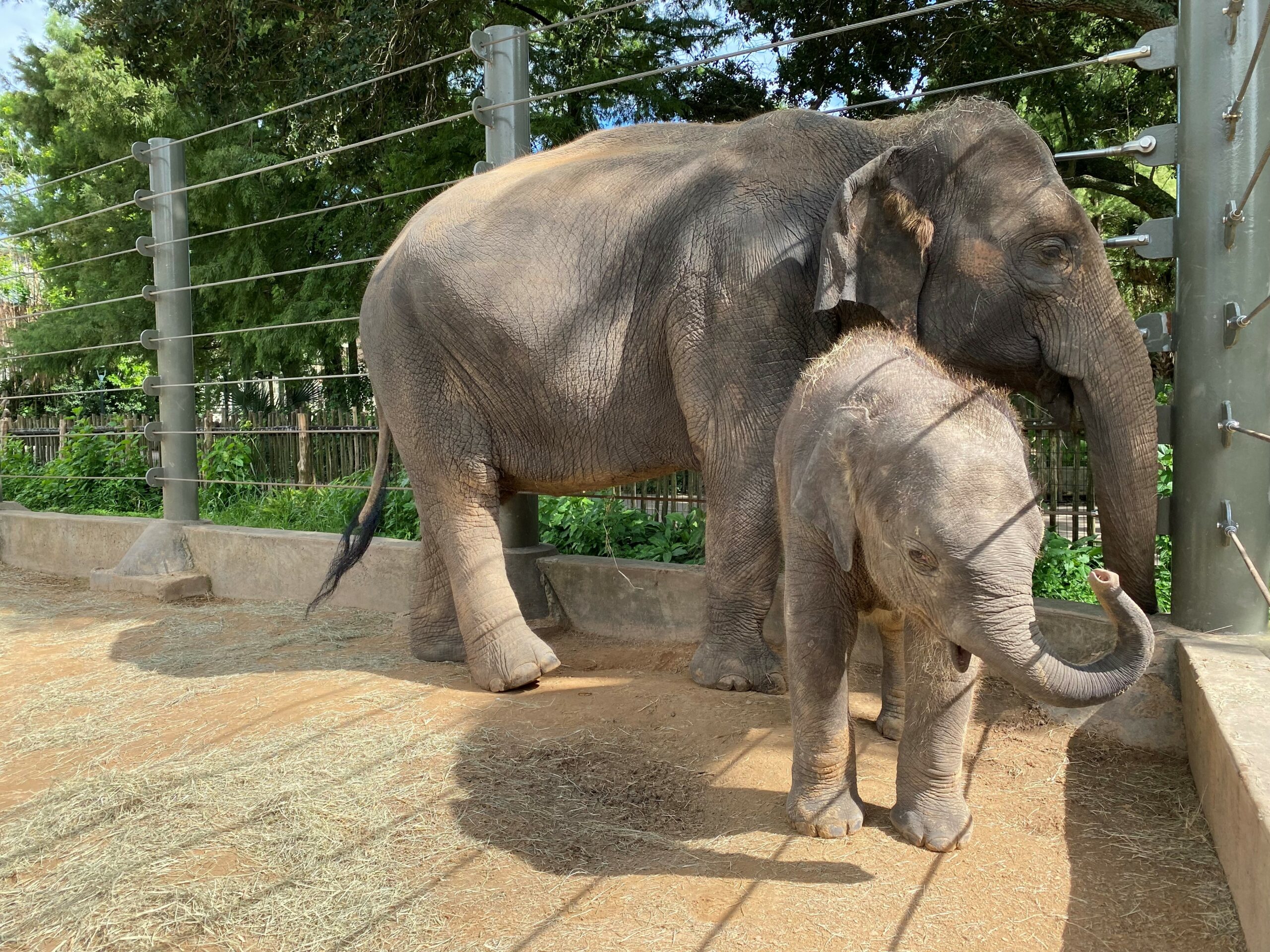 Winnie’s First Night Out - The Houston Zoo