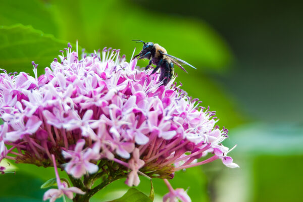 Happy World Bee Day!