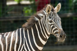 Elderly Zebra Charlie Passes On
