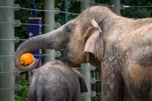 Zoo Boo 2021