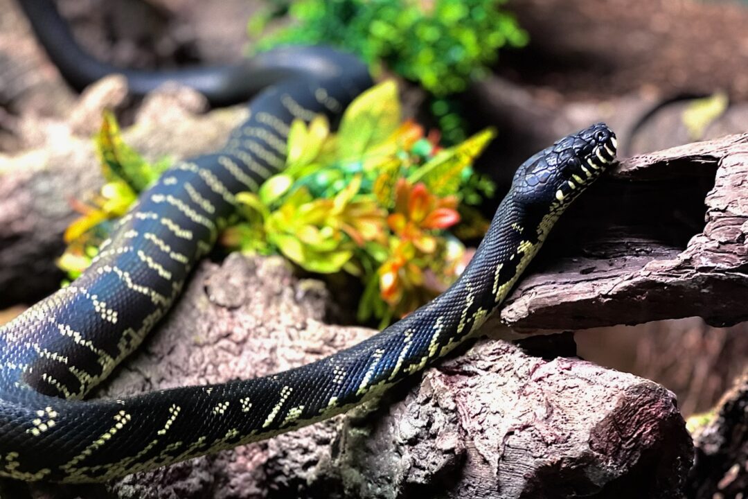 snake climbing on rock