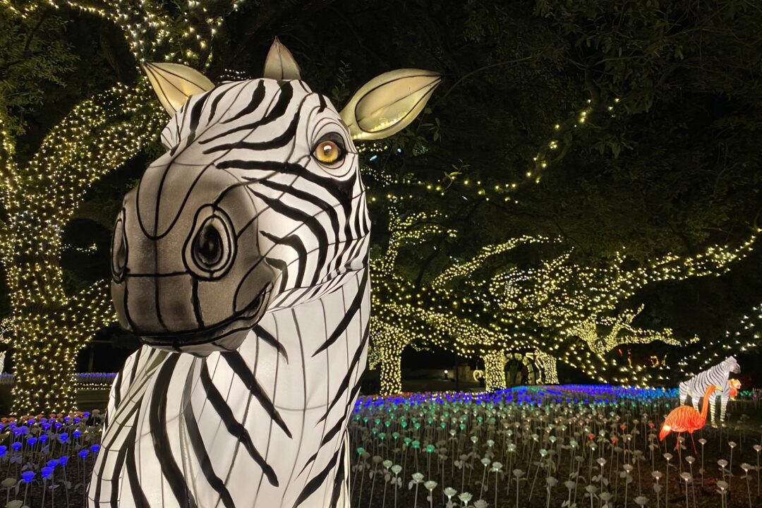 zebra animal lantern