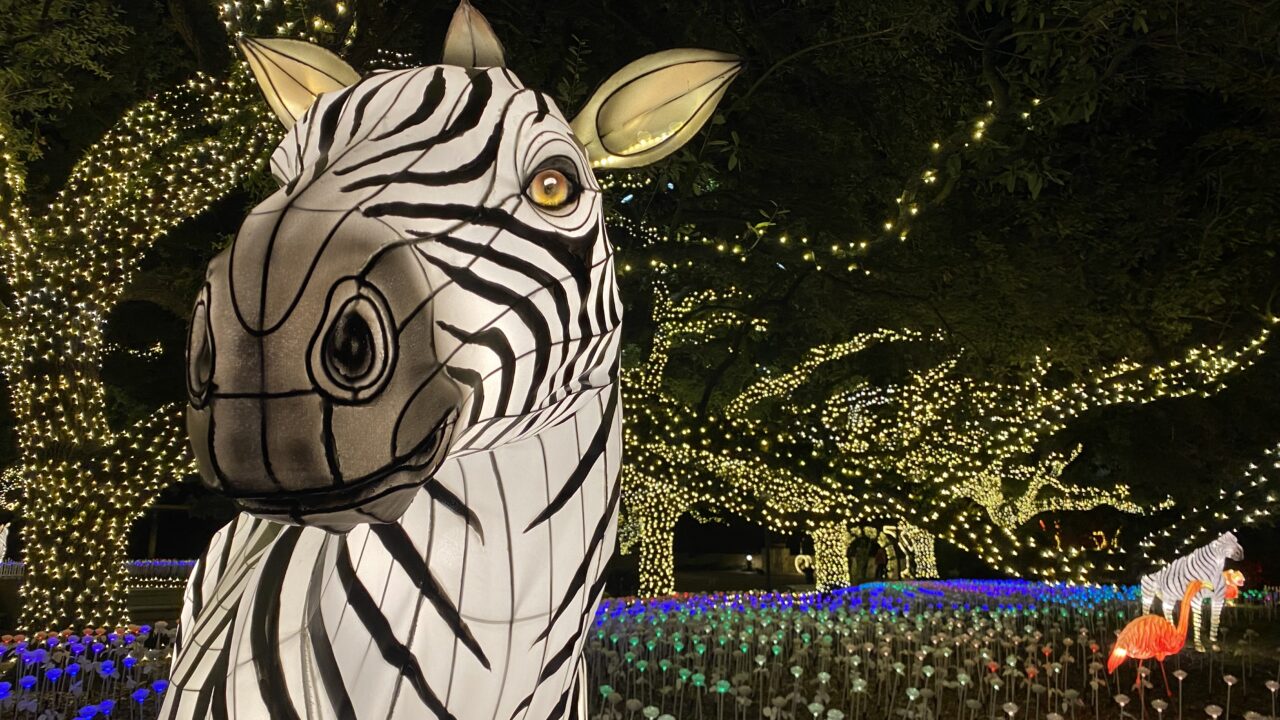 Christmas Events In Houston 2022 Txu Energy Presents Zoo Lights - The Houston Zoo