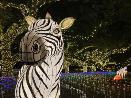 zebra animal lantern